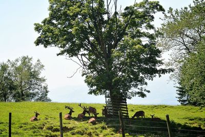 Trees on grassy field