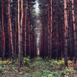 Trees in forest