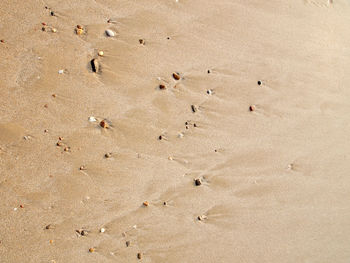 High angle view of birds on sand