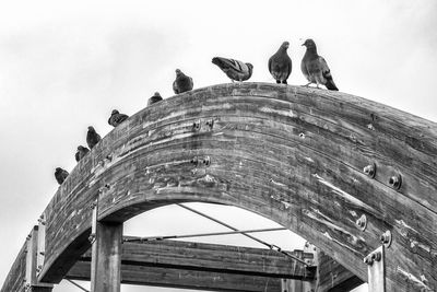 Low angle view of birds perching on bridge against sky