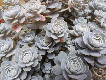 Close-up of rose bouquet