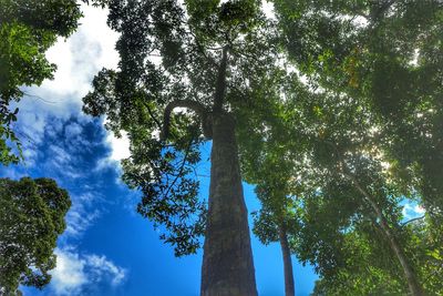 Low angle view of trees in forest