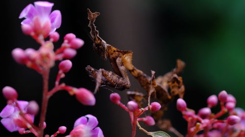 Close-up of ghost mantis on pink flowers