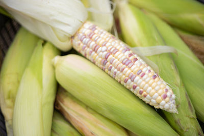 Close-up of corn