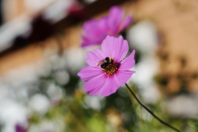Close-up of pink flower
