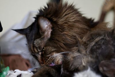 Close-up of cat sleeping