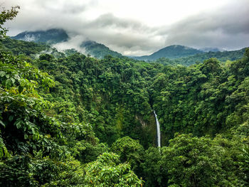 Low angle view of trees in forest against sky