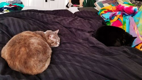 High angle view of cat sitting on bed