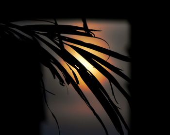 Close-up of silhouette cat at night