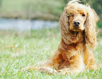 Portrait of cocker spaniel dog on grass