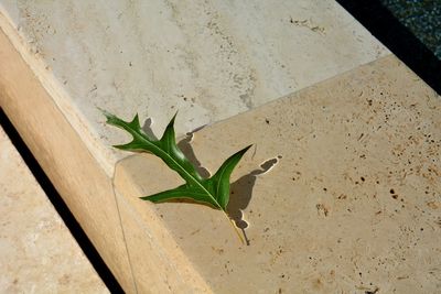 High angle view of plant leaves on sand