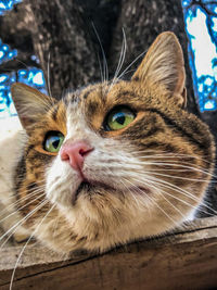 Close-up of tabby cat