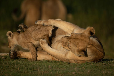 Big cat and cub on grass