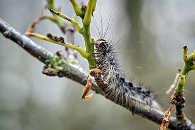 Close-up of insect on plant