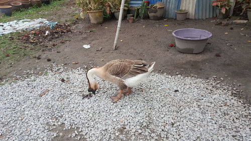 High angle view of bird