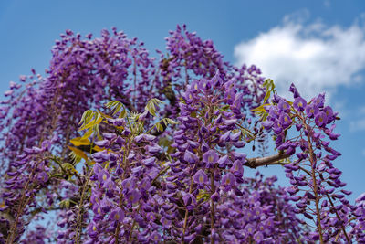 Close-up beautiful full bloom of purple pink wisteria blossom trees flowers in springtime sunny day