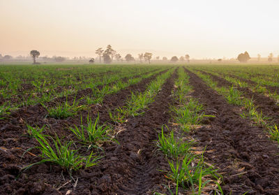 Scenic view of agricultural field against sky