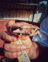 Close-up of hand holding a python