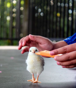 Close-up of baby hand holding bird