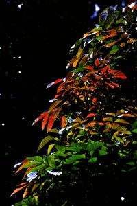 Close-up of maple leaves on tree at night