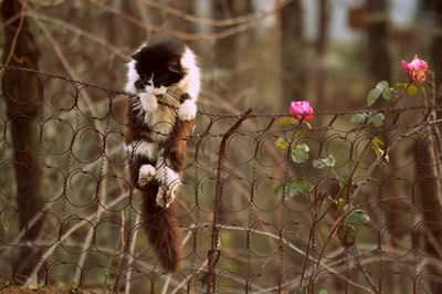 Close-up of monkey on flower