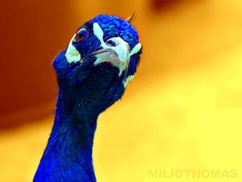 Close-up of peacock