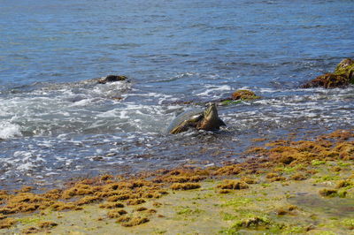 Bird perching on shore