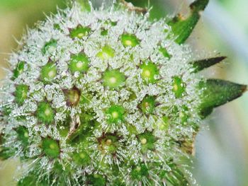 Close-up of white flowers