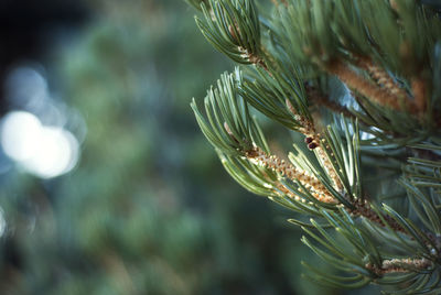 Close-up of pine tree