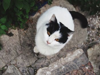 High angle view portrait of cat