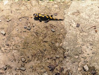 animals in the wild