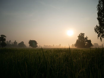 Scenic view of field against sky during sunset