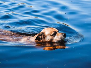 High angle view of dog swimming in lake