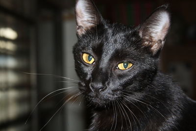 Portrait of black cat