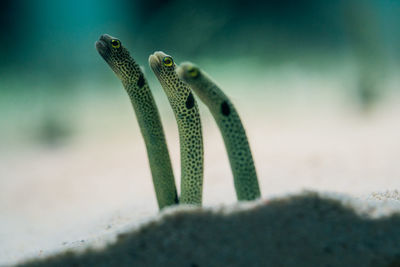 Close-up of lizard swimming in sea