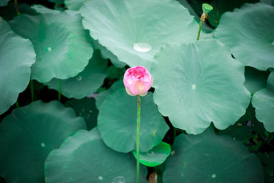 Close-up of lotus water lily in lake