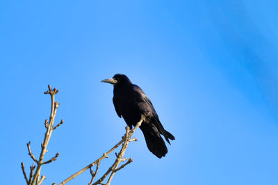 Low angle view of bird perching on branch against blue sky