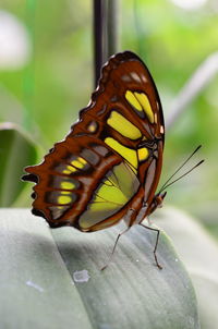 Close-up of butterfly