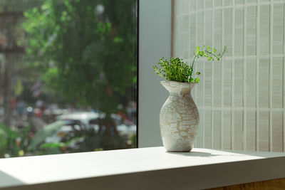 Potted plant on table at home