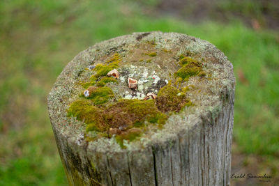 Close-up of lizard on tree stump