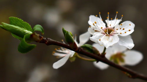 Close-up of white flowers on branch