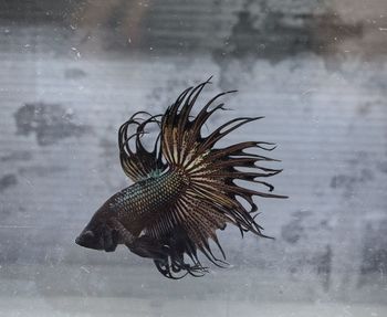Close-up of fish swimming in sea