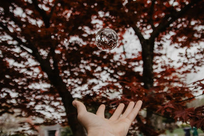 Midsection of person holding cherry tree during autumn