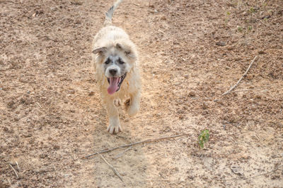 Portrait of dog running