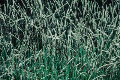 Full frame shot of grass on field