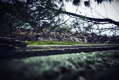 Surface level of trees growing on field