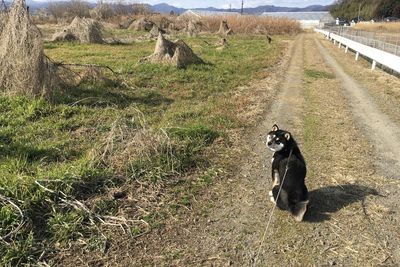 View of dog on field