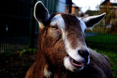 Close-up portrait of goat