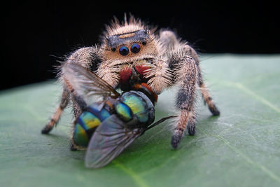 Close-up of spider