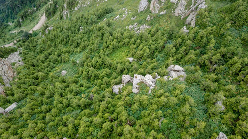 High angle view of pine trees in forest